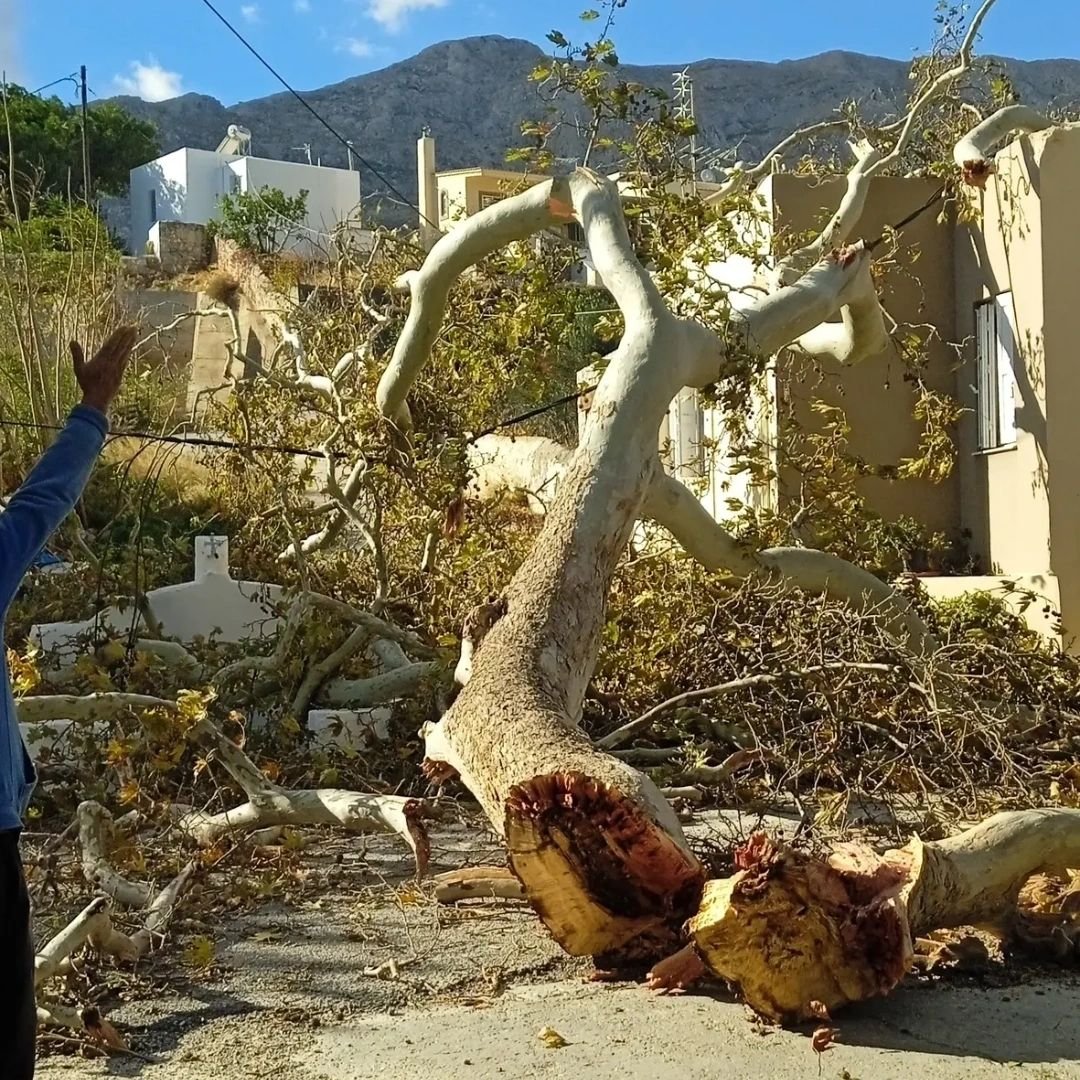 πτώση κλώνου Πλατάνου 