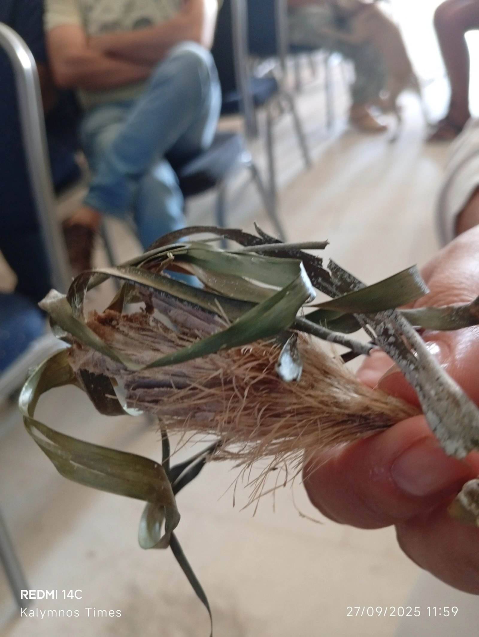 Δείγμα από ποσειδονία σε παραλία, γεγονός που επιβεβαιώνει την καθαρότητα της θαλάσσιας περιοχής όπου εντοπίστηκε